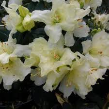 Patty Bee Dwarf Rhododendron Buy Rhododendron Patty Bee Online Millais Nurseries