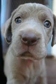 Img 2097 Jpg Baby Dogs Cute Dogs Cute Animals