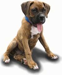They usually have short bursts of energy, and then what these sweet puppies must be dreaming! Raising A Puppy A Day In The Life With Bruno The Boxer Puppy