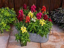 Snapdragon Pictures National Garden Bureau Yearofthesnapdragon House Plant Care Pollinator Garden Snapdragon Flowers