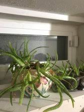 Image result for Aloe ballii