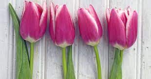 Dark Pink Tulips With Light Edge Pink Tulips Tulips Tulips Garden