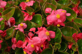Image result for begonia semperflorens