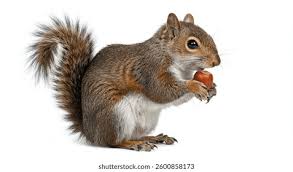Image result for squirrel