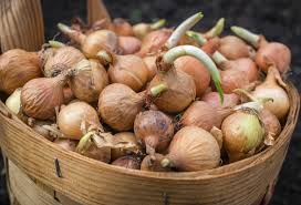 We did not find results for: Growing Onions Indoors You Don T Need A Lot Of Space To Grow Onions