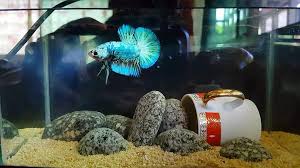 Veiltail (vt), plakat, crowntail (ct), halfmoon (hm). Frost My Fancy Marble Halfmoon Plakat Betta Keepers Amino