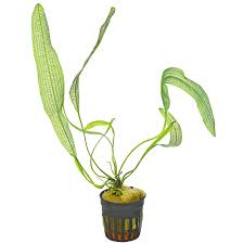 Image result for Nesogenes madagascariensis