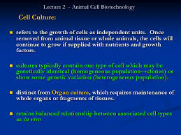 Application of animal cell culture in genetic engineering. Lecture 2 Animal Cell Biotechnology