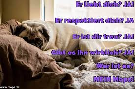 Hund mops haustier tier rei. Mops Zitate Und Spruche Mops De