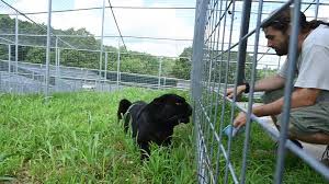 NEW RESCUE - Black Leopard named Axle PART 2 , Learning to Trust Again,  When Axle first arrived, he was especially fearful of men—a heartbreaking  reflection of his past. But with time, patience, and ...