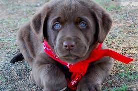 Hershey Labrador Retriever Puppy For Sale Near Orange County California 2168415f 3bf1 Labrador Retriever Puppies Labrador Retriever Labrador