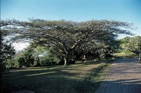 Image result for Albizia adianthifolia