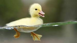 Duck Wallpapers Top Free Duck Backgrounds Wallpaperaccess
