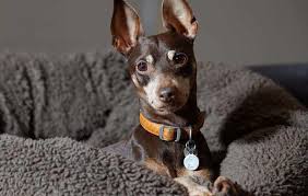 Image result for miniature pinscher