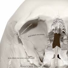 The Upper Wall Of The Orbit In 2020 Topography Orbit Skull