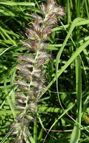 Image result for Cenchrus ciliaris