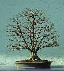 The bark is smooth and gray on older limbs, but green, red or sometimes pink on younger shoots. The Famous Japanese Maple Bonsai Empire