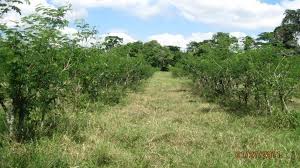 Image result for Cynodon nlemfuensis