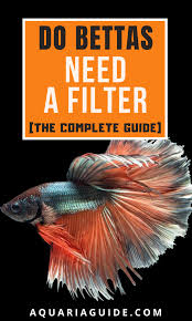 They need an oxygen rich environment, and a filter will provide this. Do Bettas Need A Filter Betta Betta Fish Tank Betta Fish