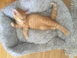 Wollen sie eine katze aus dem tierheim adoptieren, kommen sie nicht kostenlos davon. Katze Kaufen Wo Am Besten Hier Kaufst Du Eine Katze