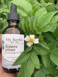 Image result for Bidens pilosa