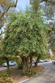 Image result for Buddleja madagascariensis