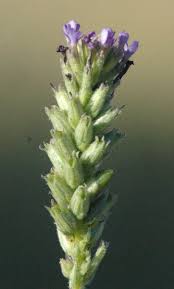 Image result for Buchnera nuttii