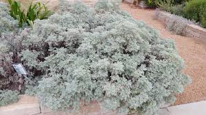Image result for Artemisia sp.no.1