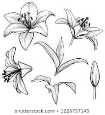 Black And White Lily Flower Tattoo Outline Outline Of Lily Images Stock Photos Vectors Shutterstock Lily Flower Tattoos Pencil Drawings Of Flowers Flower Outline Tattoo