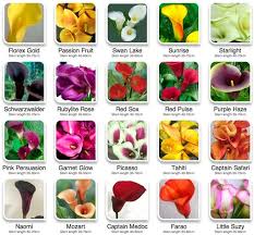 Color Guide To Calla Lilies Calla Lily Colors Calla Lily Calla Lillies