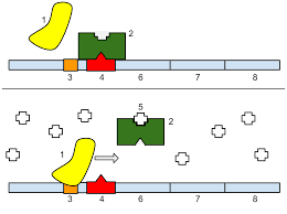 lac operon wikipedia