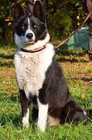 Image result for karelský medvědí pes