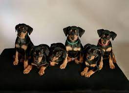 pin auf pinscher like