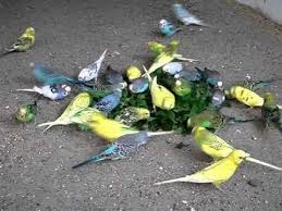 Budgies Attack On Dandelion Afspeellijst Budgies Pet Birds Parakeet