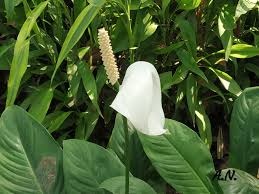 Image result for Lipotriche marlothiana