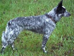 Black And White Collie Pin By Jordan Morris On Animals Border Collie Collie Animals