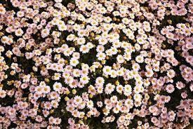 See more ideas about macbook, macbook wallpaper, macbook air wallpaper. Macbook Air Background Tumblr Wallpaper Google Search Floral Wallpaper Desktop Vintage Flowers Wallpaper Background Wallpaper Tumblr