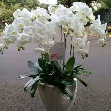 Harga bibit anggrek bulan mini (dewasa siap berbunga) rp67.000. Jual Bunga Anggrek Bulan Di Bandung Toko Bunga Bandung Jual Bunga Bandung Toko Bunga Papan Bandung Jual Bunga Papan Bunga Papan Murah Bandung