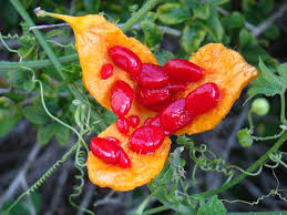 Image result for Momordica balsamina