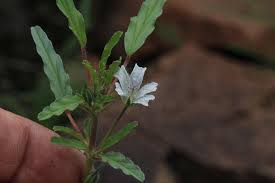 Image result for Monsonia angustifolia