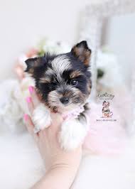 Welcome to parti yorkie puppy! Parti Yorkie Puppies Teacup Puppies Boutique