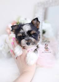 It's also free to list your available puppies and litters on our site. Parti Yorkie Puppies Teacup Puppies Boutique