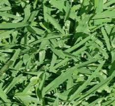 However, you still need to consider the soil! St Augustine Grass