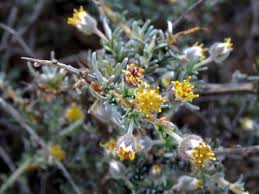 Image result for Eriocephalus ambiguus