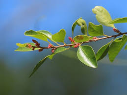 Image result for Hymenocardia