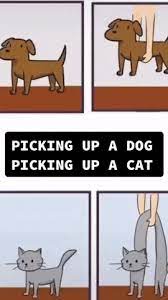 620 x 538 jpeg 61 кб. Cat Dog Gif By Justviral Net Find Share On Giphy