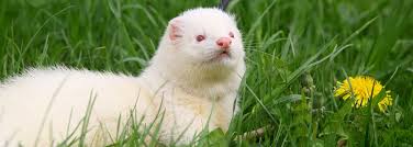 Porcusorul de guineea locul 6: Animale Pierdute Rompetid Portalul IdentificÄƒrii È™i InregistrÄƒrii Animalelor De Companie