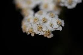 Parfois moquée, parfois considérée comme un divertissement, la magie, même blanche, read more. Fleur Blanche Fleur Gros Plan Arriere Plan Achillea Millefolium Imprimer 3019030 Banque De Photos