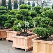 Le magazine capital vient de publier le palmarès 2021 des meilleurs sites de commerce en. Ilex Crenata Blondies Taille 100 125 Caisse Bois 70x70 Decoration Exterieur Jardinerie Et Nuage