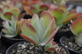 Kalanchoe Chandelier Growing Caring For Chandelier Plants Flowers And Garden Planting Succulents Plants Succulents